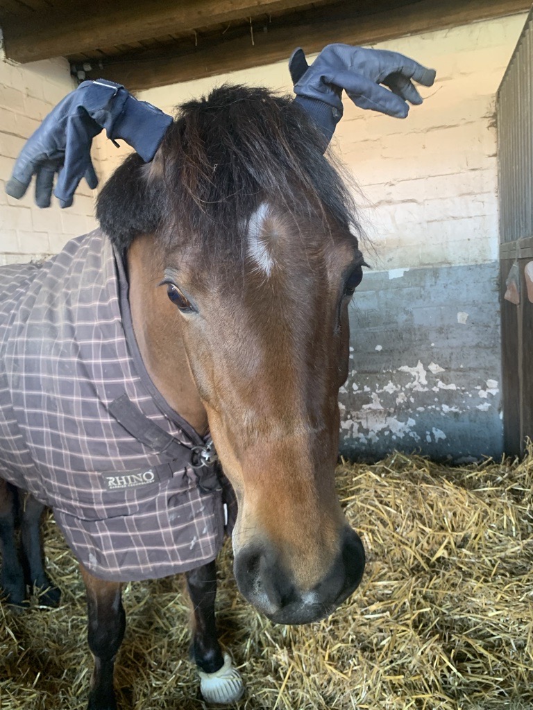 Wir suchen das lustigste Haustier der Loburg!