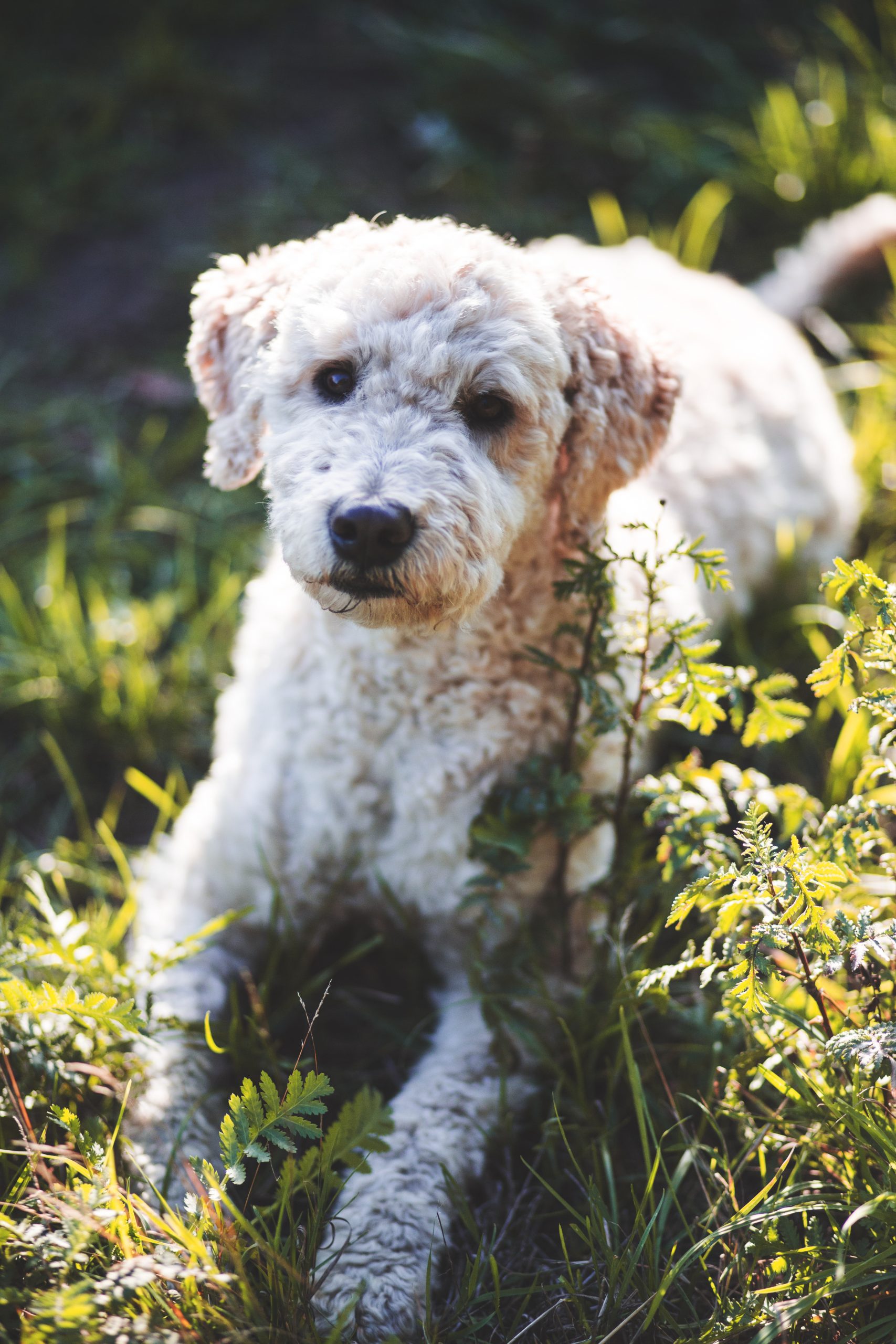 Humboldt – Mehr als nur ein Hund!