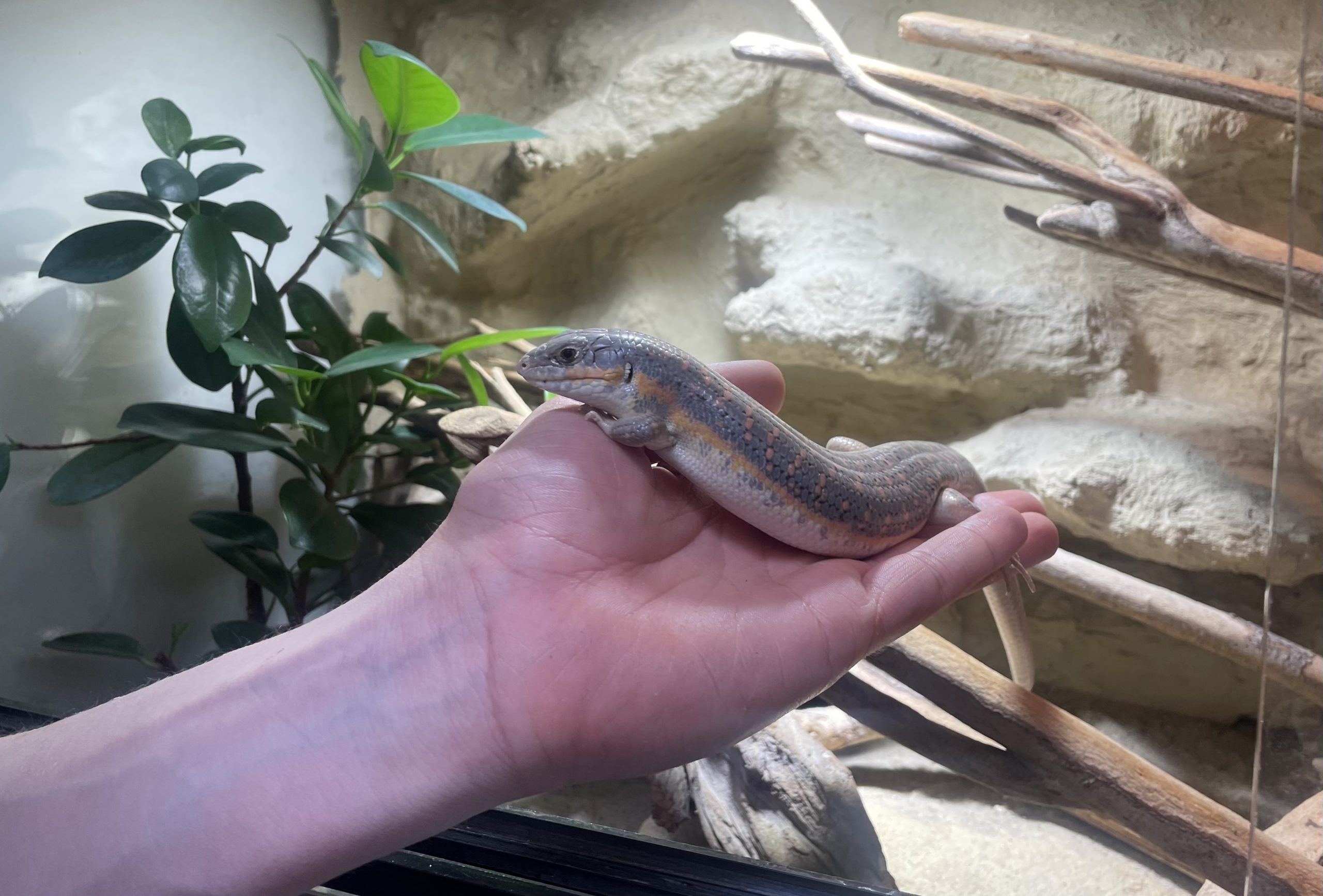 Der Loburger Schulzoo – Von Gequarke bis Gezwitscher